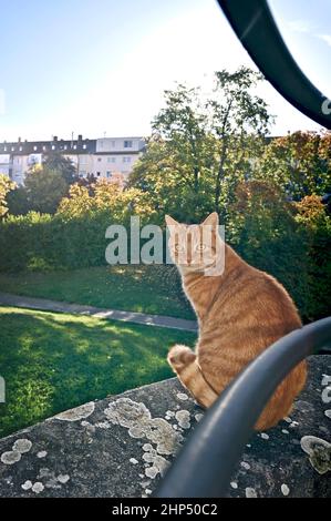 Niedliche Ingwer-Katze sonnen sich gerne im Freien an einer Wand. Stockfoto