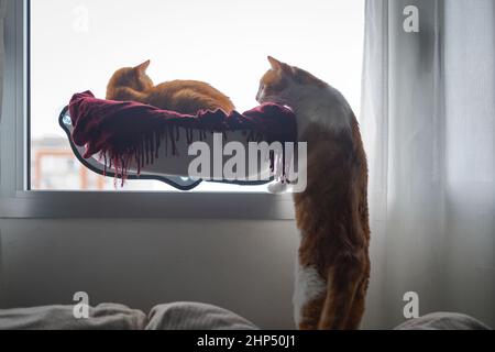 Zwei braune Katzen interagieren auf einer Hängematte am Fenster Stockfoto