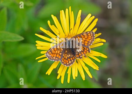 Im Sommer fritillärer Sumpfschmetterling (Efydryas aurinia), der sich auf der Wiese auf Nektar aus der gelben Blume ernährt Stockfoto