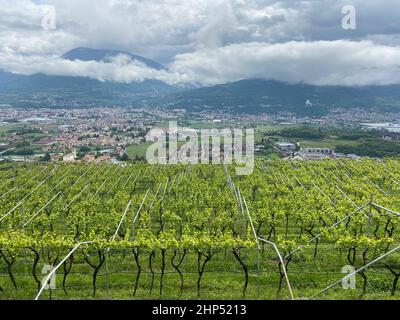Landschaft der Stadt Rovereto im Trentino mit Weinberg und Anbau Stockfoto