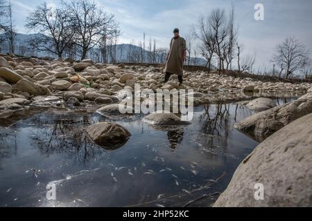 (220218) -- SRINAGAR, 18. Februar 2022 (Xinhua) -- Ein Mann beobachtet tote Fischsamen in einem Dorf im Bezirk Anantnag, etwa 94 km südlich von Srinagar, der Sommerhauptstadt des von Indien kontrollierten Kaschmir, am 18. Februar 2022. Eine vertikale Sinkhole, die sich in der Mitte eines Flussbettes entwickelt hat, hat einen Süßwasserstrom im von Indien kontrollierten Kaschmir verschlungen, sagten Beamte am Donnerstag. Das Sinkhole wurde in allen Lauf des Bachwassers in sie entwässert und ließ den stromabwärts gelegenen Teil trocken und tötete Forellenfische in großer Zahl. Es hat auch unermessliche Schäden an der Wasserwelt verursacht. (Xinhua/Javed Dar) Stockfoto