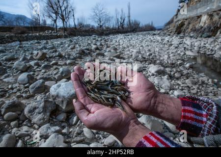 (220218) -- SRINAGAR, 18. Februar 2022 (Xinhua) -- Ein Mann zeigt in einem Dorf im Bezirk Anantnag, etwa 94 km südlich der Stadt Srinagar, der Sommerhauptstadt des von Indien kontrollierten Kaschmir, tote Fischsamen, am 18. Februar 2022. Eine vertikale Sinkhole, die sich in der Mitte eines Flussbettes entwickelt hat, hat einen Süßwasserstrom im von Indien kontrollierten Kaschmir verschlungen, sagten Beamte am Donnerstag. Das Sinkhole wurde in allen Lauf des Bachwassers in sie entwässert und ließ den stromabwärts gelegenen Teil trocken und tötete Forellenfische in großer Zahl. Es hat auch unermessliche Schäden an der Wasserwelt verursacht. (Xinhua/Javed Dar) Stockfoto