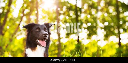 Border Collie Hundeportrait im Freien in einem Stadtpark bei einem wunderschönen Sonnenuntergang. Überglücklich Grenze Collie Welpen in der Natur. Webbanner mit Kopierbereich. Stockfoto