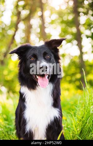 Border Collie Hundeportrait im Freien in einem Stadtpark bei einem wunderschönen Sonnenuntergang. Überglücklich Grenze Collie Welpen in der Natur. Stockfoto