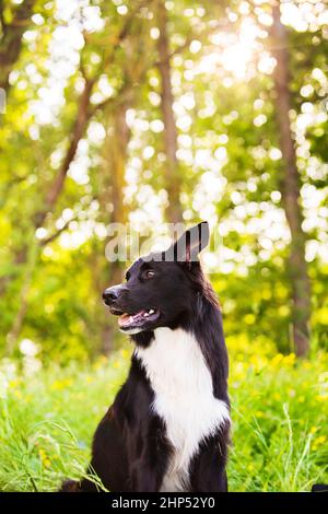 Border Collie Hundeportrait im Freien in einem Stadtpark bei einem wunderschönen Sonnenuntergang. Überglücklich Grenze Collie Welpen in der Natur. Stockfoto