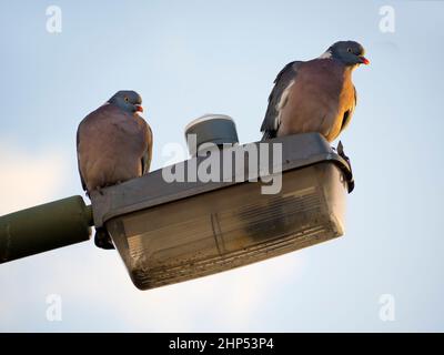 Zwei Tauben an einer Ampel, Abingdon Stockfoto