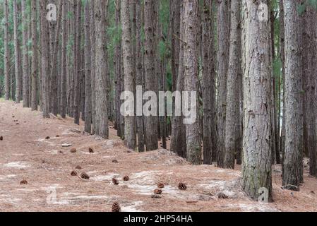 Details der Baumstämme in einem Pinienwald, San Gregorio de Polanco, Tacuarembo, Uruguay. Stockfoto