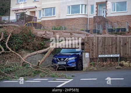 Swansea, Großbritannien. 18th. Februar 2022. Ein Auto entkommt heute Nachmittag knapp dem Schaden eines umgestürzten Baumes in Mumbles, Swansea, nachdem die starken Winde des Sturms Eunice weiterhin verheerende Schäden in ganz Großbritannien verursachen. Quelle: Phil Rees/Alamy Live News Stockfoto