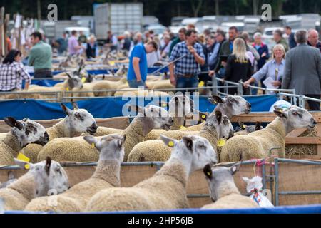 Die Bauern beim Kelso RAM-Verkauf schauten sich Blue an und sahen sich Leicester-Widder bei einem der größten Widder-Verkäufe in Europa, Scottish Borders, Großbritannien, gegenüber. Stockfoto