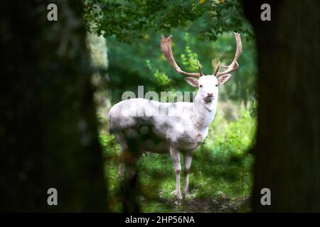 1 Weißer Albino-Damhirsch (dama dama, damwild) zwischen 2 dunklen Bäumen vor verschwommenem grünen Hintergrund. Sommer Tierwelt in Deutschland. Stockfoto