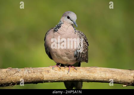 Ein niedlicher gefleckter Taubenvögel sitzt auf einem Ast und sonnt sich an einem heißen Tag Stockfoto