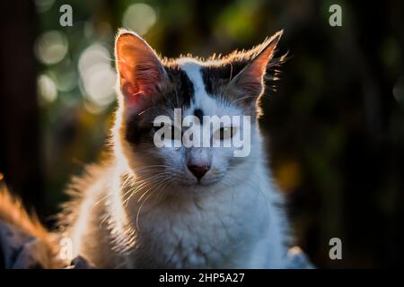 Gesicht Nahaufnahme eines niedlichen Katzenbabys (Kätzchen) Stockfoto