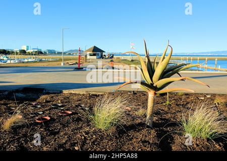 Agave attenuata in einem landschaftlich gestalteten Grundstück; Boden mit kürzlich gepflanzten Gräsern; Landschaftsbau; South San Francisco, Kalifornien, USA. Stockfoto