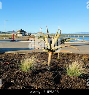 Agave attenuata in einem landschaftlich gestalteten Grundstück; Boden mit kürzlich gepflanzten Gräsern; Landschaftsbau; South San Francisco, Kalifornien, USA. Stockfoto