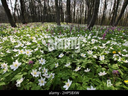 Der Frühling ist der Moment für diese wunderschöne Blume. Schneeglöckchen-Anemone Stockfoto