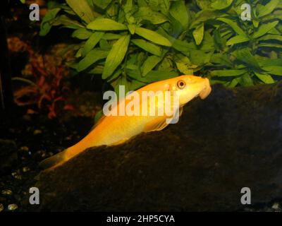 Goldener chinesischer Algenfresser (Gyrinocheilus aymonieri), der im tropischen Aquarium auf Holz ruht Stockfoto