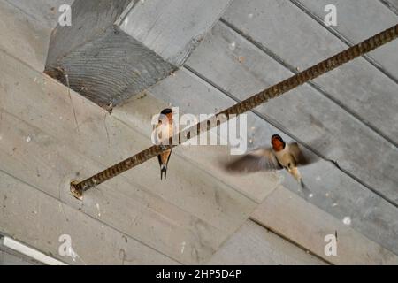 Nahaufnahme der Schwalbe (Hirundo rustica), die auf Metallstab und im Flug thront Stockfoto