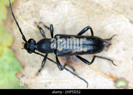 Sechs gefleckte Langhornkäfer, sechs gefleckte Langhornkäfer (Anoplodera sexguttata, Leptura sexguttata), auf getrocknetem Blatt. Stockfoto