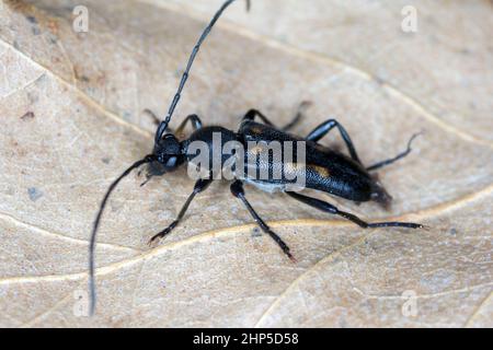 Sechs gefleckte Langhornkäfer, sechs gefleckte Langhornkäfer (Anoplodera sexguttata, Leptura sexguttata), auf getrocknetem Blatt. Stockfoto