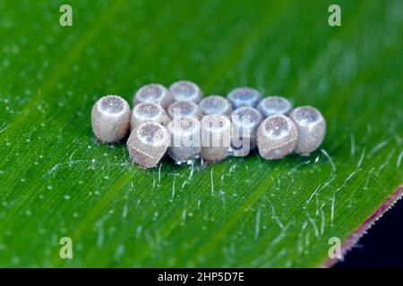 Eier von Schildwanzen in der Familie Pentatomidae auf einem Maisblatt. Stockfoto