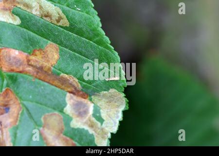 Die Motte der gewöhnlichen Rosskastanie (Aesculus hippocastanum) und die durch den Bergmann aus Rosskastanie (Cameraria ohridella) beschädigten Blätter ist eine Motte, die Blätter abbauen kann. Stockfoto