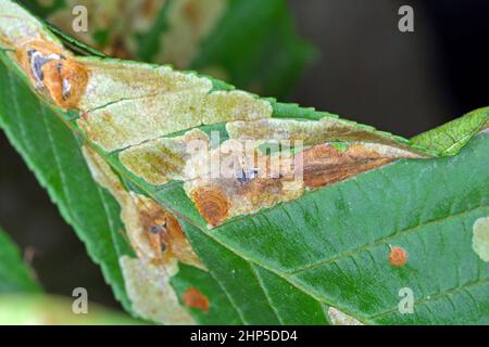 Die Motte der gewöhnlichen Rosskastanie (Aesculus hippocastanum) und die durch den Bergmann aus Rosskastanie (Cameraria ohridella) beschädigten Blätter ist eine Motte, die Blätter abbauen kann. Stockfoto