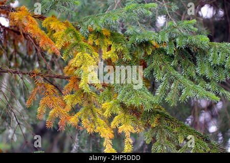 Tannenbaum stirbt aufgrund einer Blattläuse-Verletzung. Verwelkender Zierbaum im Garten. Stockfoto