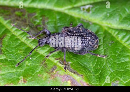 Nahaufnahme des Schwarzweinkrauts, Otiorhynchus sulcatus, der auf einem grünen Blatt im Garten sitzt Stockfoto