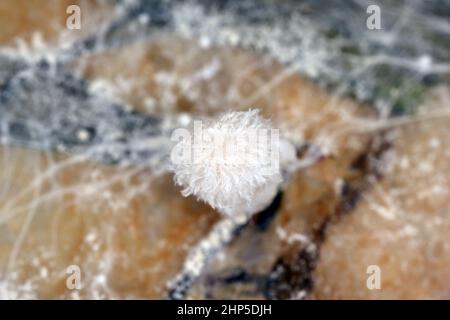 Mycel und junge Fruchtkörper von Pilzen der Gattung Coprinus - zottelige Tintenkappe. Stockfoto