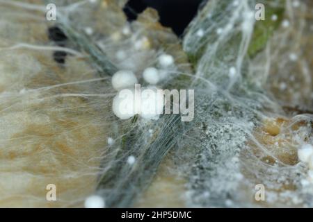 Mycel und junge Fruchtkörper von Pilzen der Gattung Coprinus - zottelige Tintenkappe. Stockfoto