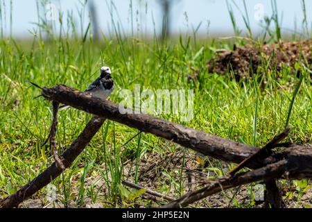 Weiße Bachstelze, die auf einem Stück totem Holz, dem Donaudelta, thront Stockfoto