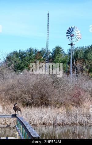 Lone Canada Goose (Branta canadensis) bewundert im Frühling die klassische Windfahne der Farm Stockfoto