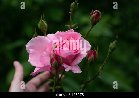 Knospe eines rosa Gartens stieg in voller Blüte. Pflege von Pflanzen und Blumen. Stockfoto