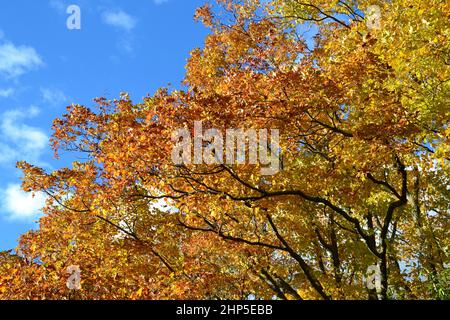 Leuchtend orangefarbene Baumkronen an den Forks of the Credit gegen den blauen Himmel im Herbst Stockfoto