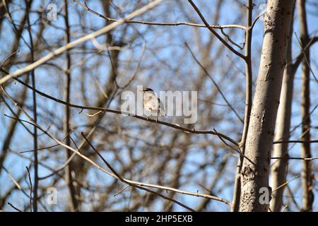 Einsam-amerikanischer Rotkehlchen (Turdus migratorius), der Anfang des Frühlings auf einem Ast thront Stockfoto