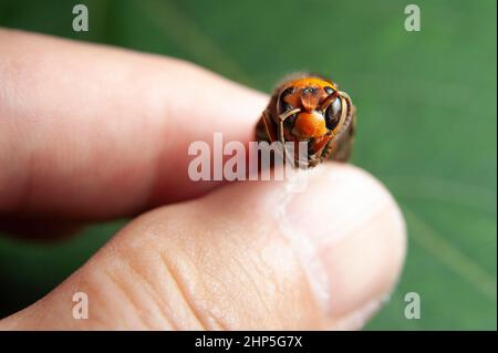 Dead Wasp - Nahaufnahme Kopf von Asian Giant Hornet oder Japanese Giant Hornet oder Vespa Mandarinia Japonica. Stockfoto