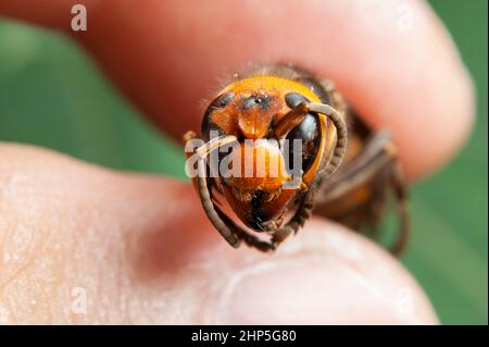 Dead Wasp - Nahaufnahme Kopf von Asian Giant Hornet oder Japanese Giant Hornet oder Vespa Mandarinia Japonica. Stockfoto