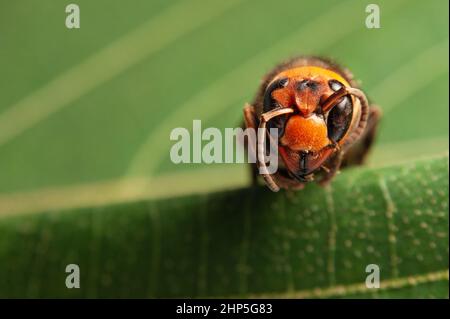 Dead Wasp - Nahaufnahme Kopf von Asian Giant Hornet oder Japanese Giant Hornet oder Vespa Mandarinia Japonica. Stockfoto