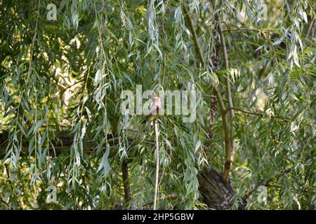 Zedernwachsflügel (Bombycilla cedrorum), der im Sommer auf einem Weidenzweig thront Stockfoto