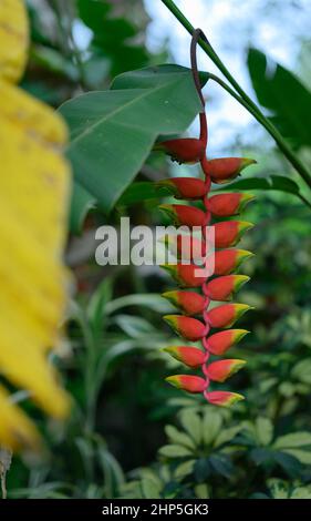 Das Foto zeigt eine exotische Blume, die auf einer karibischen Insel in der Dominikanischen Republik wächst. Blütenstand einer tropischen Blume aus Rot mit gelbem Randbeet Stockfoto