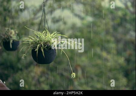 Foto zeigt tropische Pflanzen in einem schwarzen Blumentopf aus organischem Material. Der Blumentüter hängt von der Terrasse. Es regnet im for Stockfoto