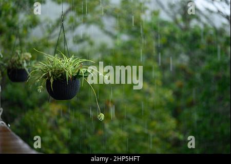 Foto zeigt tropische Pflanzen in einem schwarzen Blumentopf aus organischem Material. Der Blumentüter hängt von der Terrasse. Es regnet im for Stockfoto