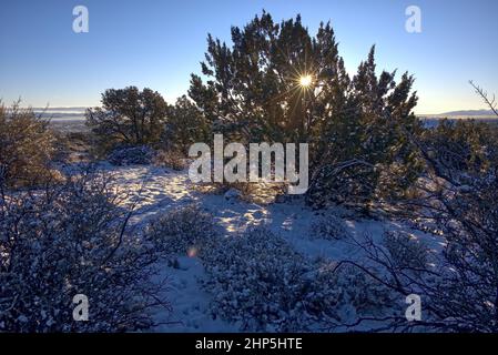 Morgensonne, die durch Schnee schien, bedeckte Wacholderzweige in Chino Valley AZ. Stockfoto