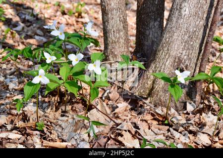 Weiße trillium-Blüten, die im Frühling nahe der Basis eines Baumstamms wachsen Stockfoto