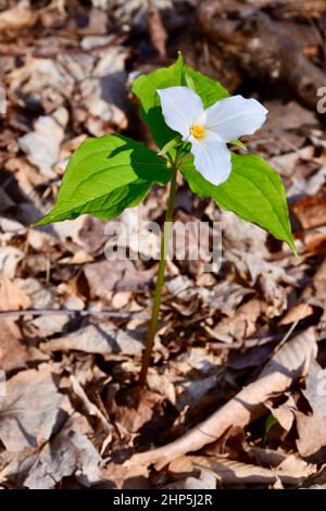 Weiße trilliumblume, die im Frühling aus dem Blattstreu hervortritt Stockfoto