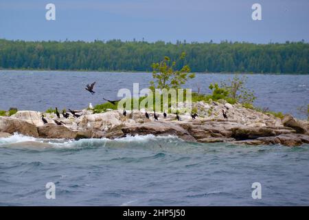 Die Kormorane (Nannopterum auritum) starten von der felsigen Insel in der Georgian Bay Stockfoto