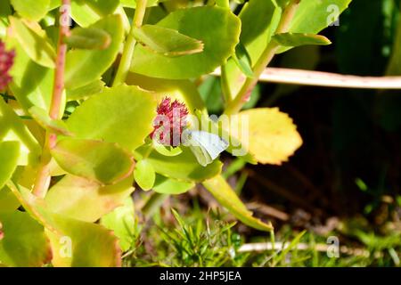 Kohl Weißer Schmetterling thront im Herbst auf roter Wildblume Stockfoto