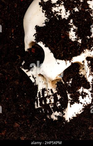 Menschlicher Schädel, der in Erde vergraben wurde. Archäologiekonzept. Stockfoto