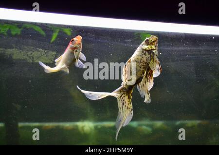 Paar bunte Goldfische schwimmen in der Nähe der Wasseroberfläche im Aquarium Stockfoto