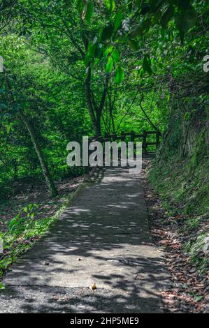 Foto zeigt Waldweg, der von einem Holzzaun begrenzt wird.Pfad befindet sich im Dschungel. Der Wanderweg ist aus Asphalt. Das Bild wurde in Dominican Re aufgenommen Stockfoto